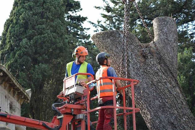 Abattage d'arbres - Groupe Serpe.jpg