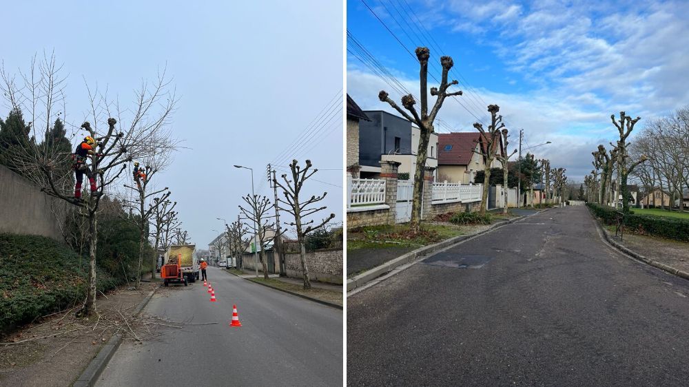 Nemours - Taille de réduction sur platanes à Auxerre (89).jpg